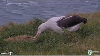 Royal Albatross ~ WYL Sniffs His Nest Looking & Waiting For Awheo Who Is No Longer Here! ♥ 9.9.26