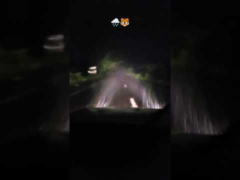 Rain , Jungle & Me #rainsounds #junglesafari #jungleadventure #wildanimals #tigerterritory #tiger