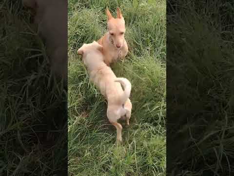 1Md views #puppy #dog #india #funny #fyp #animals #new #newvideo #news #youtubeshorts #music #live