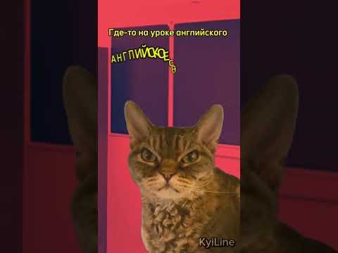 Где-то на уроке английского языка #мем #котики #рек #shorts