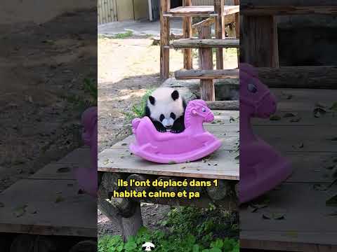 Bullied baby panda#animals #Friendship #Us