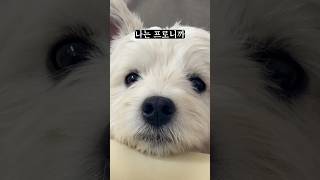멍플루언서의 숙명 #웨스티