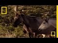 Social Dynamics of Wild Horses