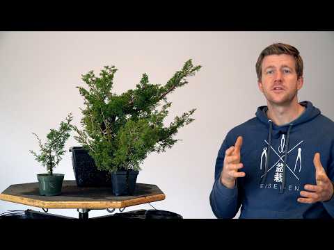 Juniper Bonsai development