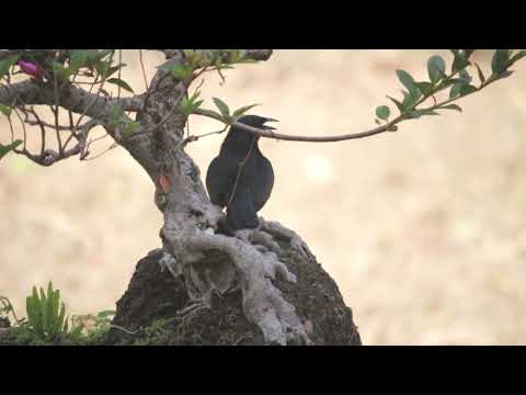 Pássaro Preto sem um dos pés no Viveiro de Bonsai