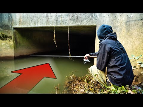 What Fish Live in this Mysterious Tunnel??