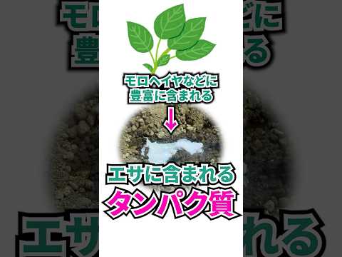 リクガメの第3の白い排泄物『尿酸』って何？？