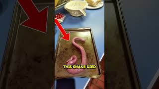 Snakes Can Move After Death? 🤔