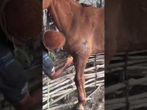 salvando o animalzinho #viral #vidanaroça #agro #shorts