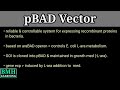 pBAD Vector System Concepts