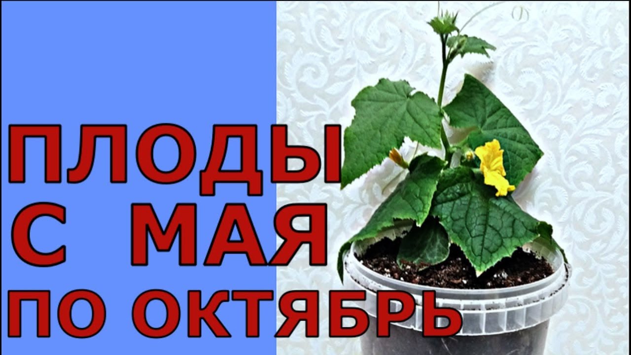 Ранние огурцы в холодном климате