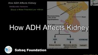 How ADH Affects Kidney