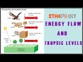 Energy Flow and Trophic Levels