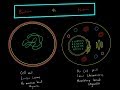 Bacterial and Human Cell Differences