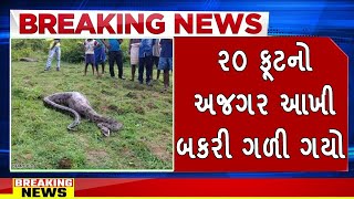૨૦ ફૂટનો અજગર આખી બકરી ગળી ગયો