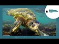 Sea Turtles: Ancient Mariners and Modern Challenges