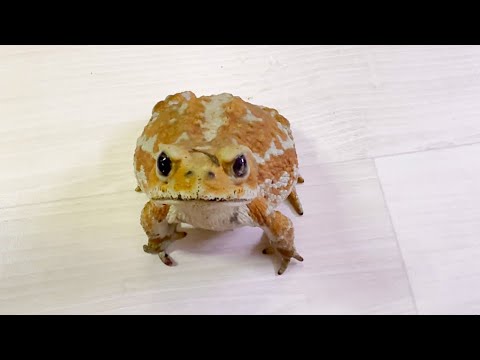 ごはんよりも大好きな飼い主が気になっちゃうヒキガエルがかわいい          Toads are more concerned about their owners than their food