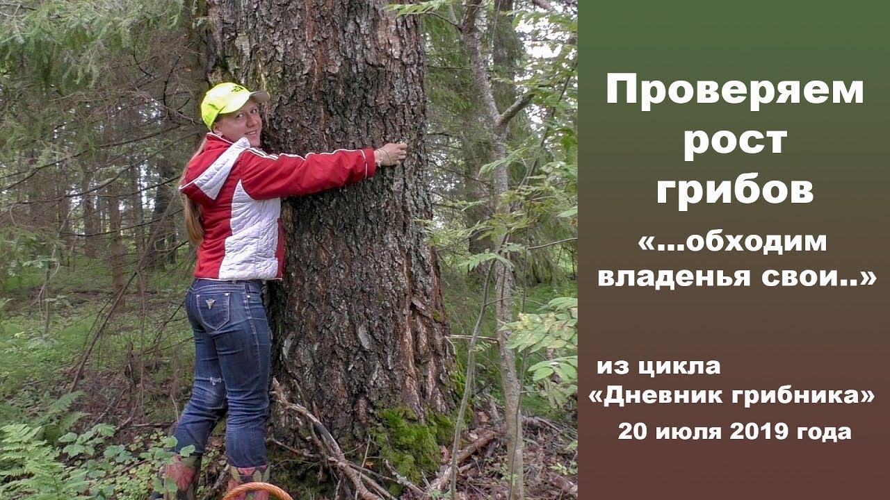 Проверяем рост грибов. .обходим владенья свои. 20 июля 2019 г