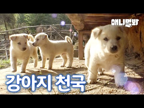 잃어버린 새끼를 찾은 어미의 모성애 넘치는 행동ㅣMother Dog’s Action After Meeting Her Lost Puppy