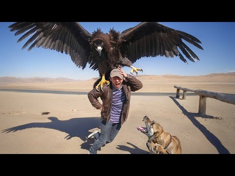 The 10 Biggest Flying Predators
