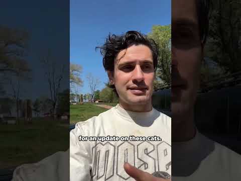 We Found 5 Abandoned Kittens - UPDATE #kittens #abandoned #kittensofyoutube