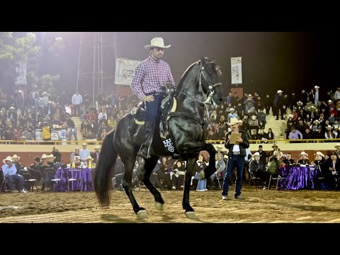 ⭐️Caballo DIVINO de LA GUASIMA en el CONCURSO DE CABALLOS BAILADORES de CULIACÁN