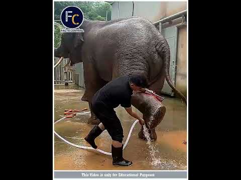 Why Zoo Elephant foot Washed Everyday 😱😱 !!! #shorts #factscentral