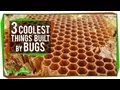 Insect Architecture and Behavior