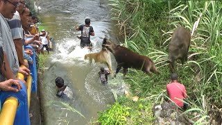 HAMPIR MAKAN KORBAN !!! DISERANG BABI HUTAN DI SUNGAI || KAMPANI