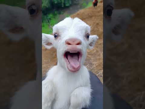 الحرامي |  حرامي محترف | حرامي غبي | حرامي معزة | الحرامي النشال | dog |  goat  | Thief