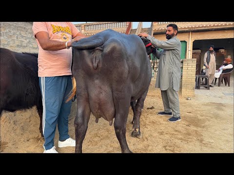 घर घर होंगी बालटियाँ भरके दूध देने वाली भैंसें - HSB Nawab Murrah Bull Results