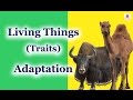 Exploring Adaptations of Plants and Animals