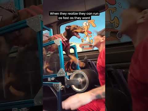 When they realize they can run as fast as they want#rundawg #mobiledoggym #dogexercise