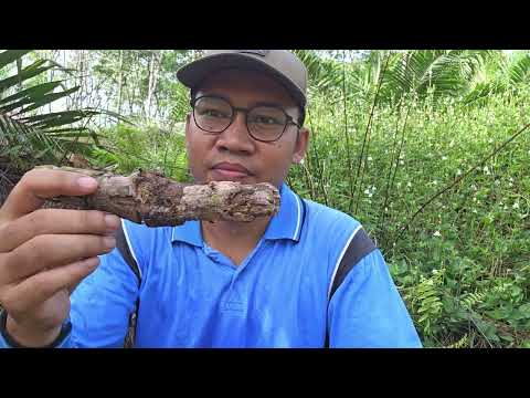 SAMPAH HASIL STEKING! HARUS DIBUANG ATAU TIDAK?