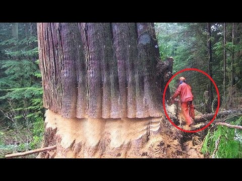 Amazing Fastest Cutting Huge Tree Skills With Chainsaw | Cutting Down Large Trees Safely Method