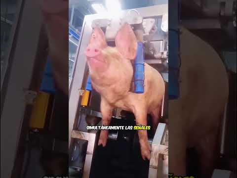 Esta es parte de un método de sacrificio humanitario