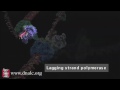 Exploring the Mechanism of DNA Replication