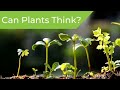 Plant Intelligence and Behavior Concepts