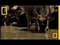Nile Crocodile and Its Prey