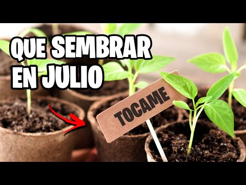 Que sembrar en JULIO 🌱 Calendario de Siembra 2024 | La Huerta de Ivan