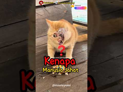 Kenapa Manusia Jahat !! 😭 #kucinglucu #meong #cat #cutecat #kucing