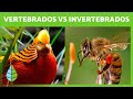 Vertebrates and Invertebrates Characteristics