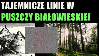 Tajemnicze linie w puszczy białowieskiej ukrywały starożytny system sprzed tysiąca lat!