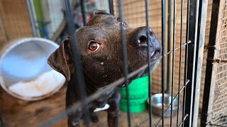 Nova's rescue from suspected dogfighting