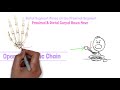 Wrist Joint Kinematics and Movements