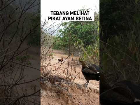 PIKAT AYAM BETINA BIKIN AYAM HUTAN TERBANG di Kota Lubuklinggau #ayamhutan