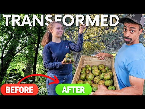 From CHAOS to FOOD: Epic Transformation & Apple Harvest + Preservation |Week Before Hurricane Helene