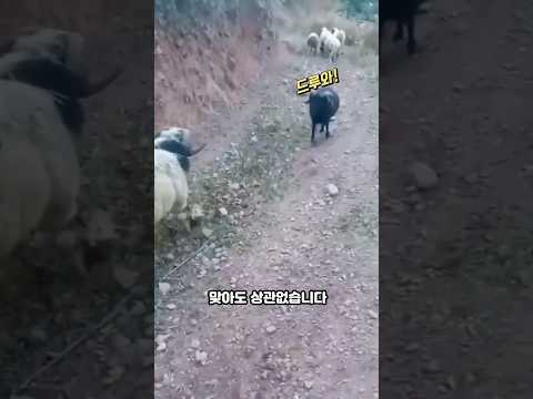 기절한 흑염소가 일어나자 대반전