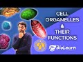 Exploring Cell Organelles and Their Functions