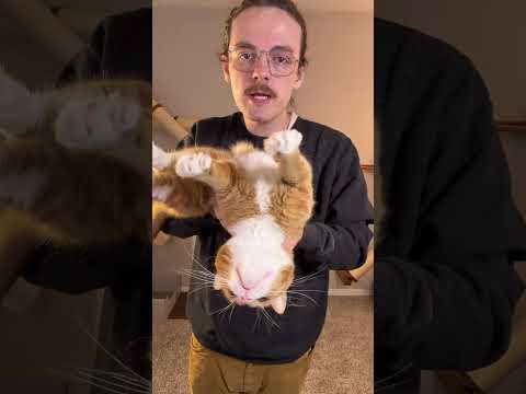 This is not an orange cat